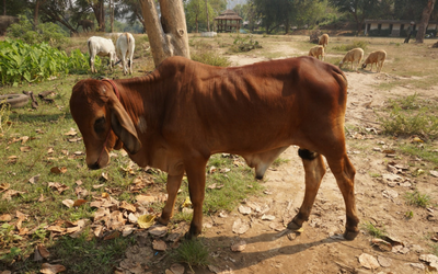 World Veterinary Day April 28th 2018 | Campbell Road Veterinary